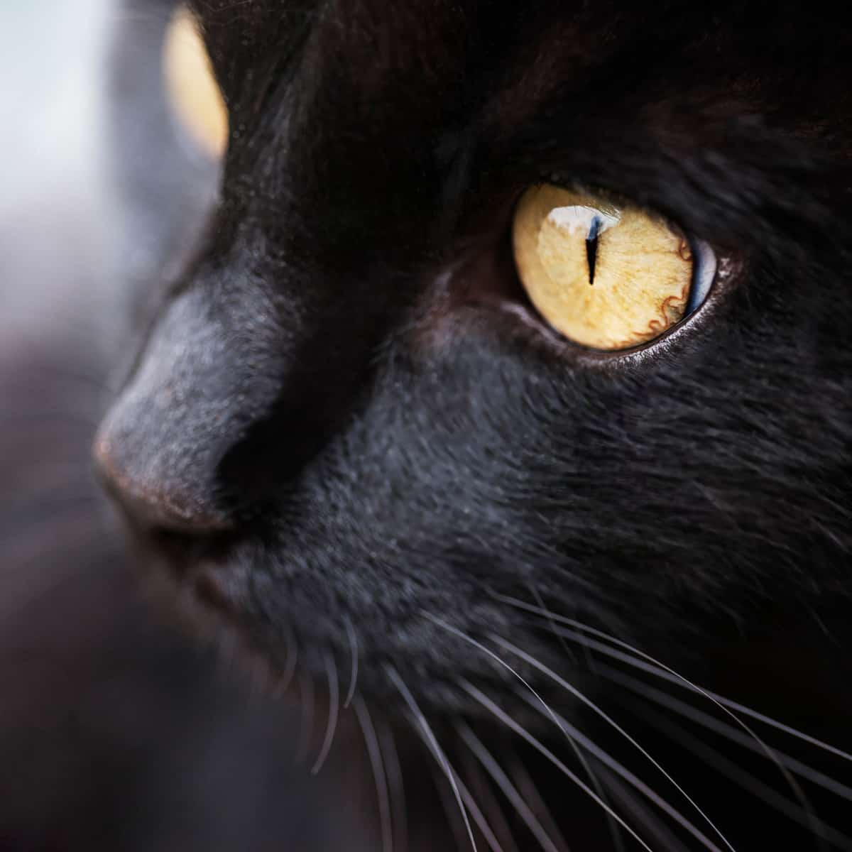 Close-up of cat's eyes and nose.