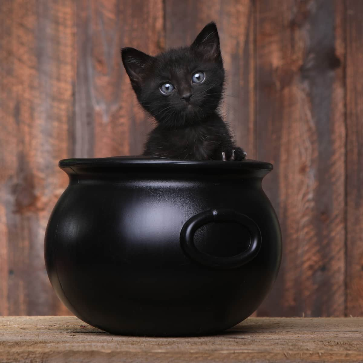 Cat in a Halloween bucket on a table.