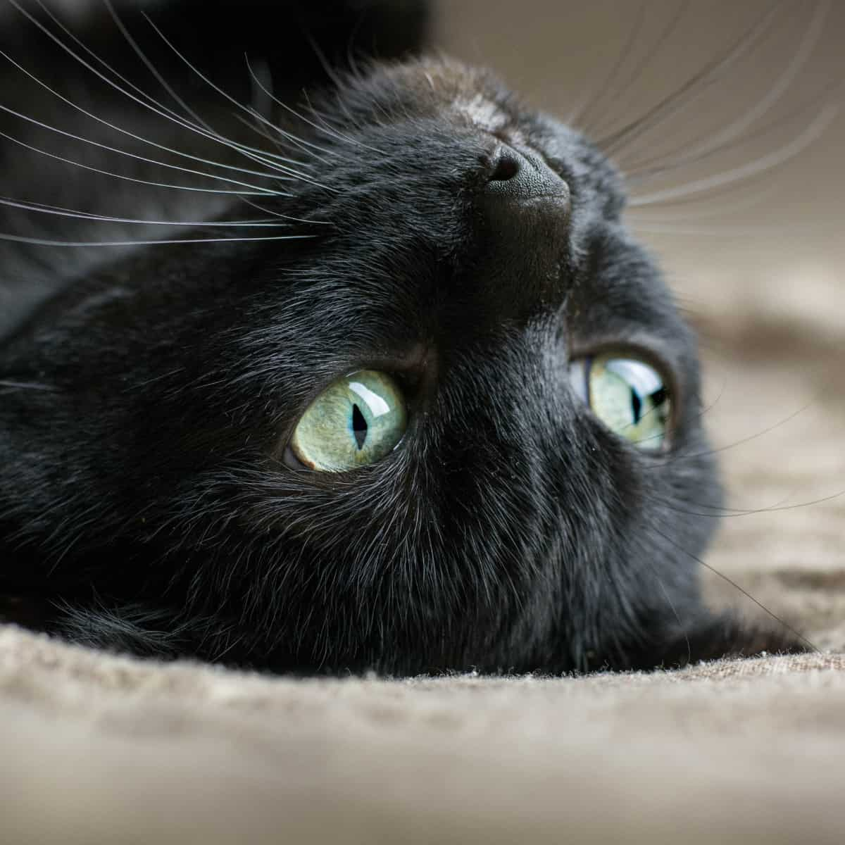 Close-up of cat laying upside down.