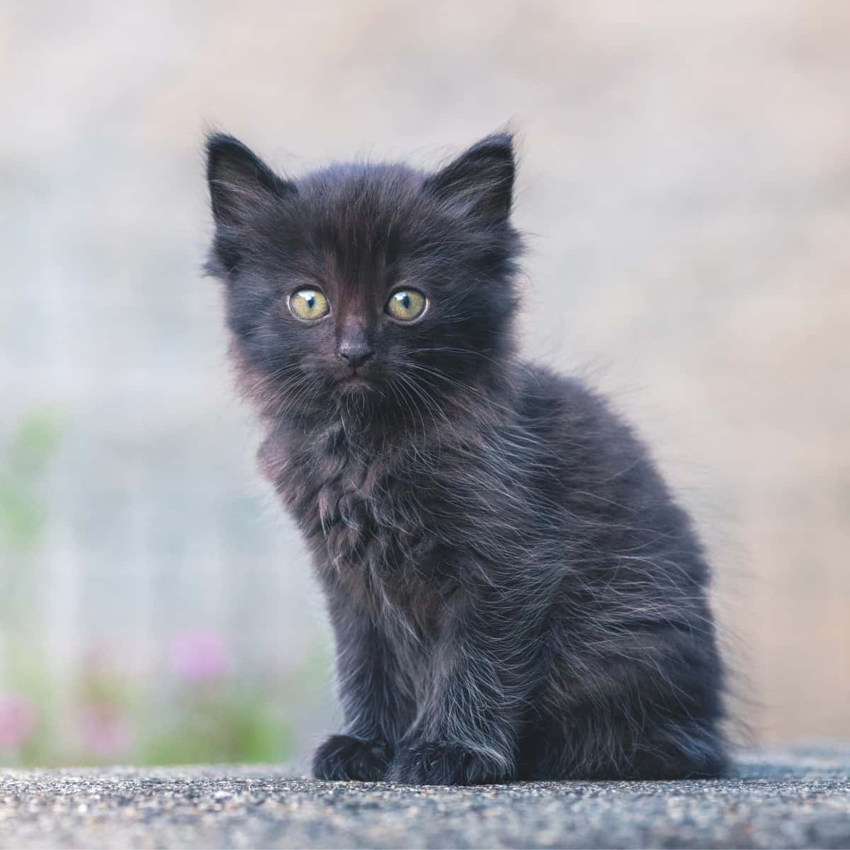 Kitten sitting on a ledge.