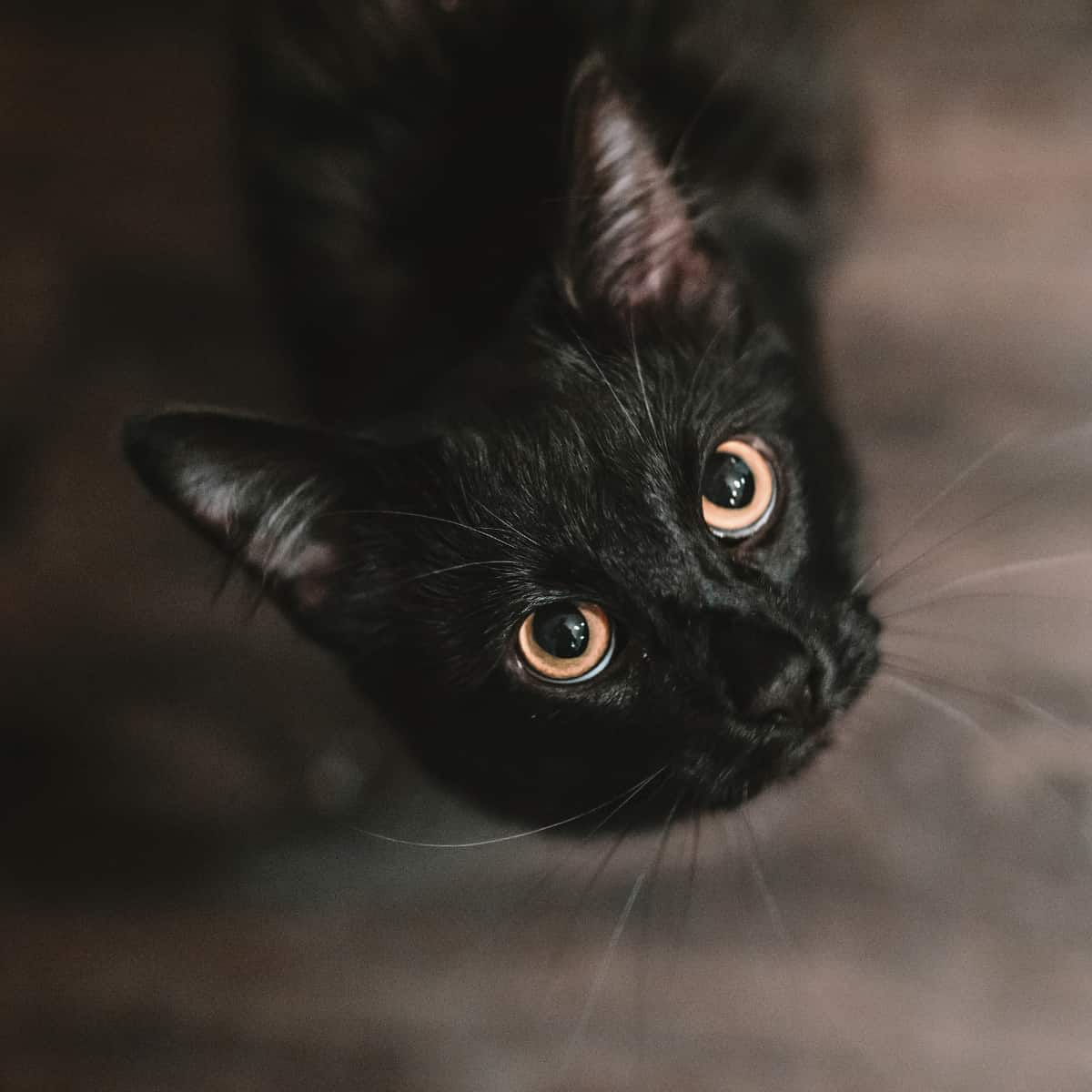 Close-up of cat looking up.