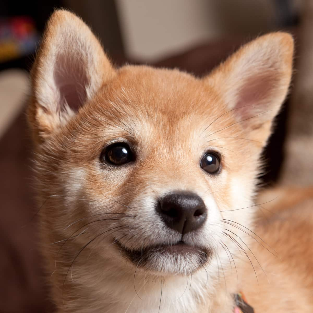 Closeup of Shiba Inu.