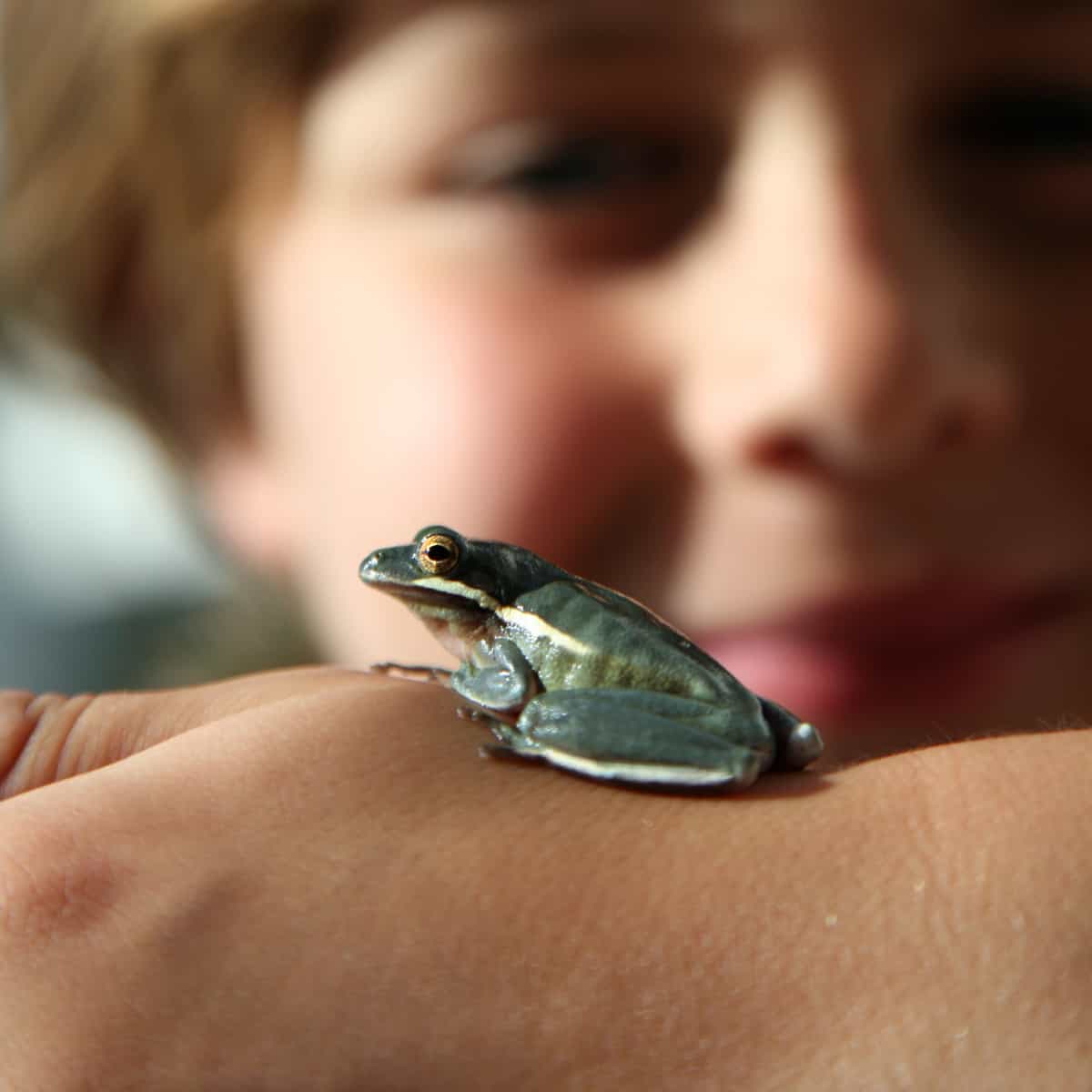 Frog sitting on boy's hand.
