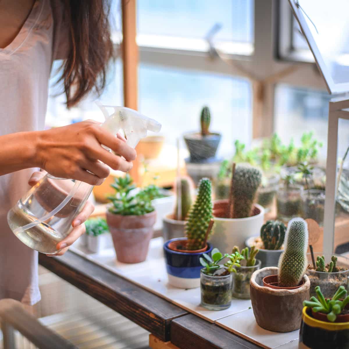 Person watering many succulent plants on a table.