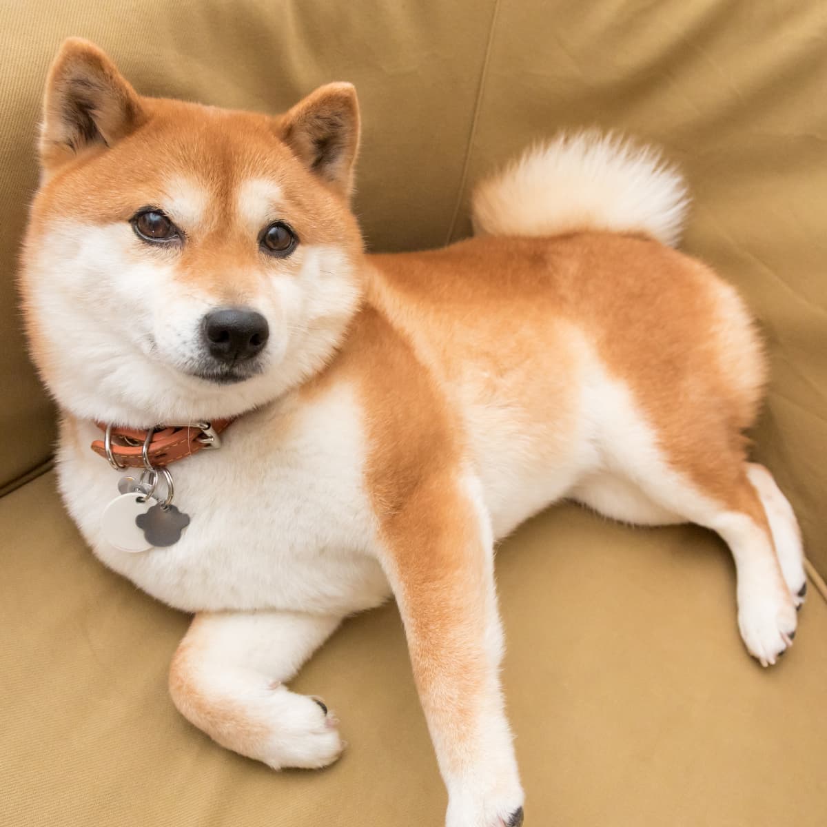 Shiba Inu laying on the couch.