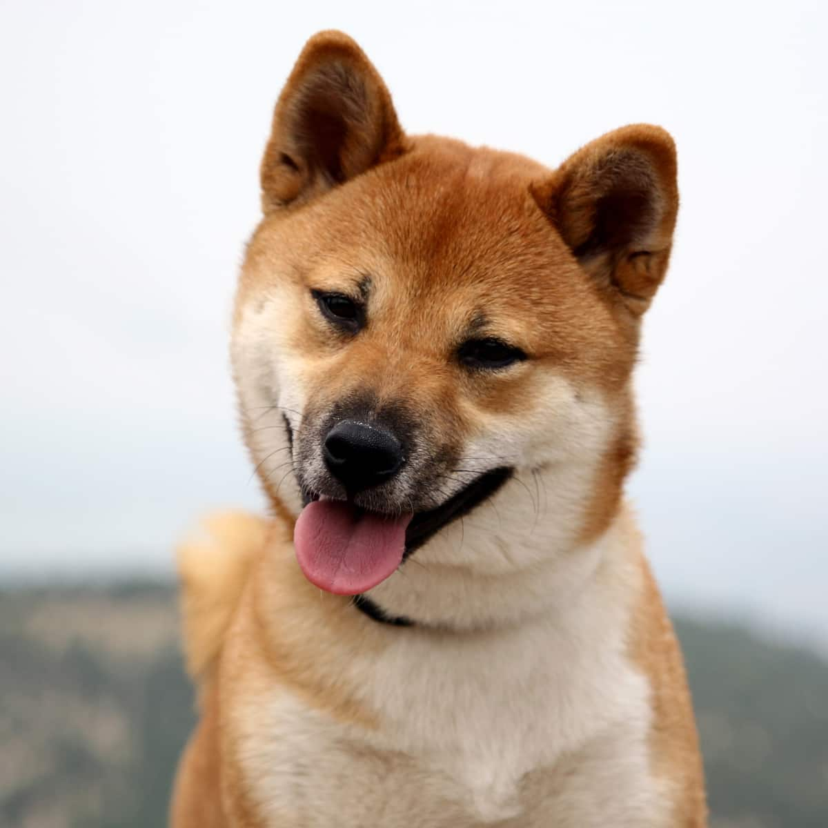 Happy Shibu Inu standing outside.