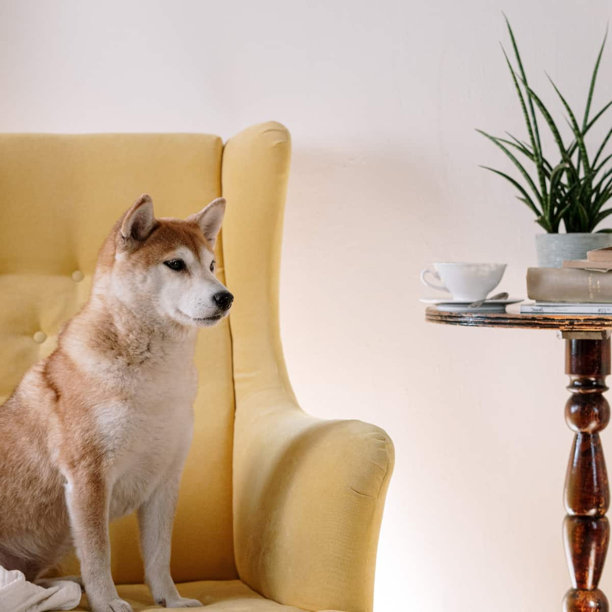 Shiba Inu sitting on couch looking at teacup.