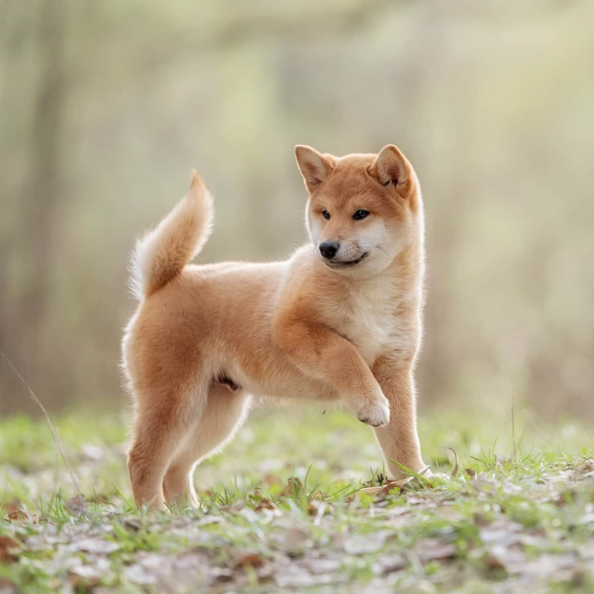 Shiba Inu standing outside on the grass.