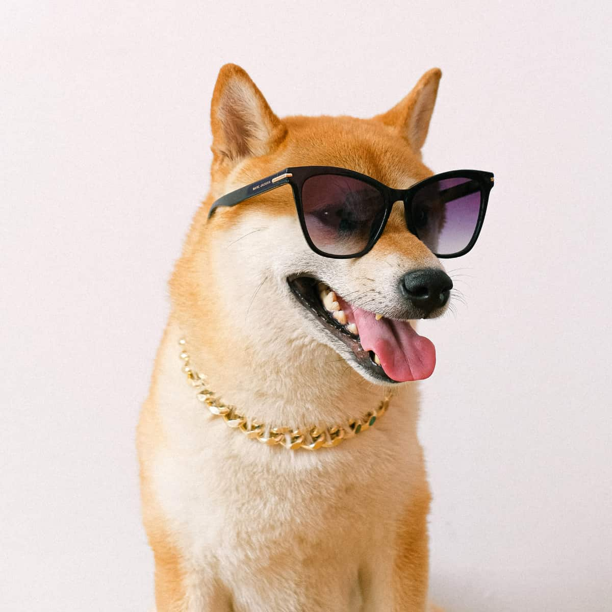 Shiba Inu wearing sunglasses and gold necklace.