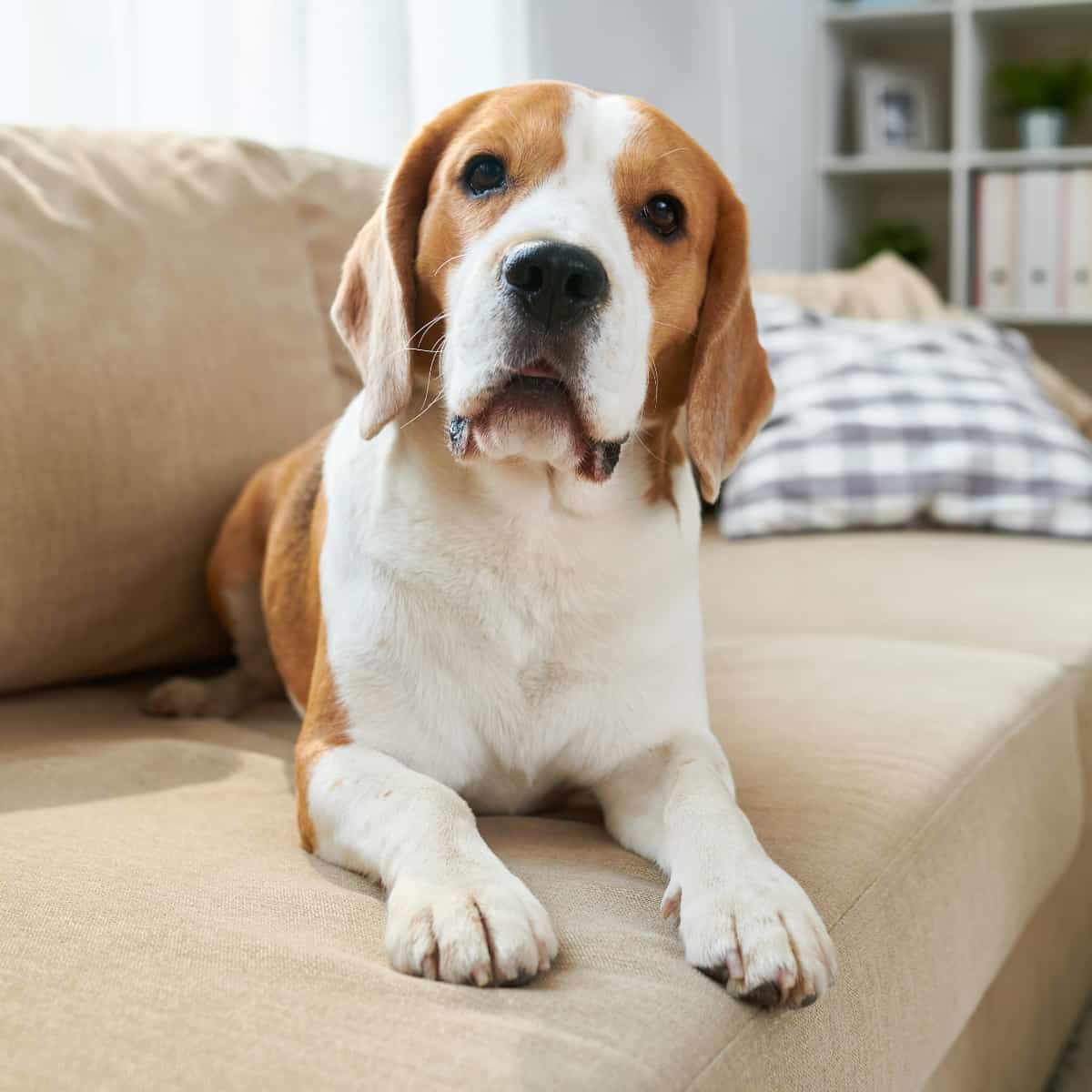 Beagle sitting on the couch.