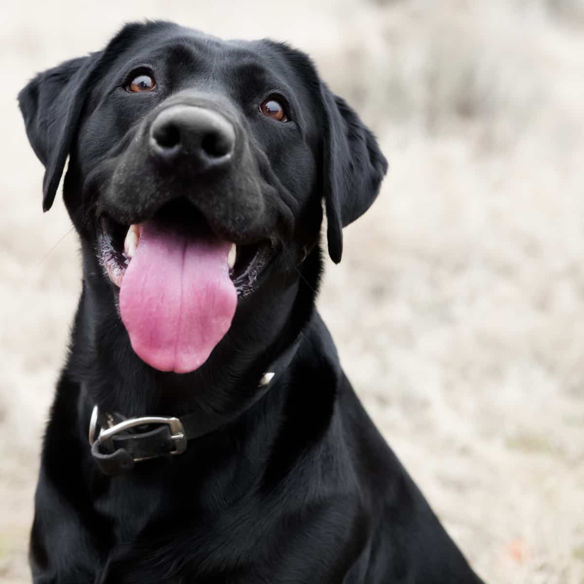 Close-up of black Labrador Retriever.