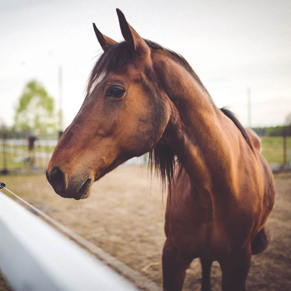 Close-up of horse's head.