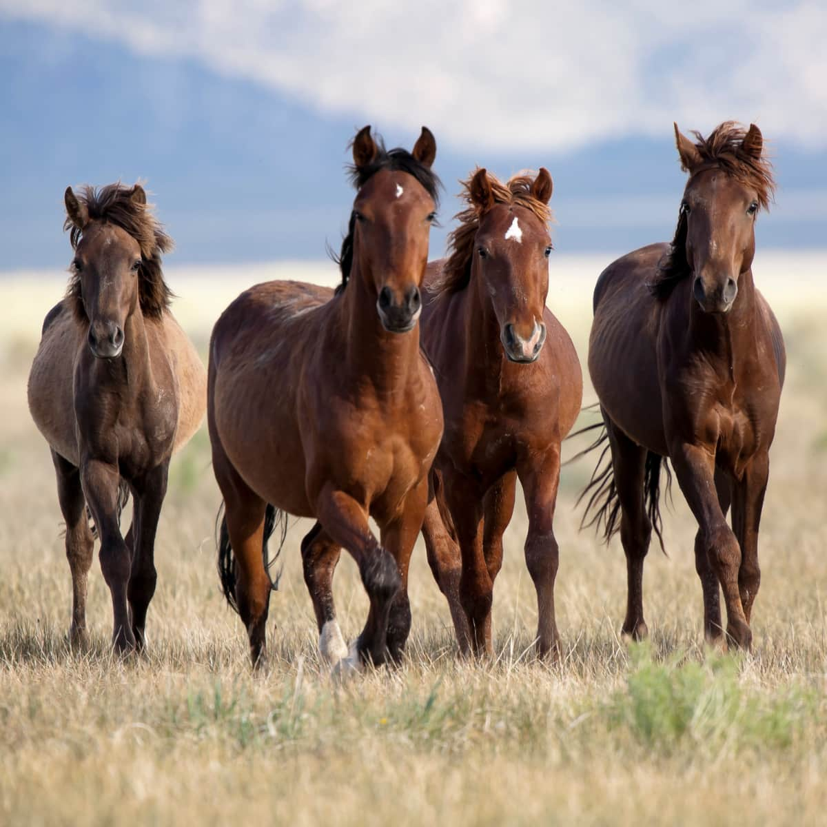 Four horses in a field outside.