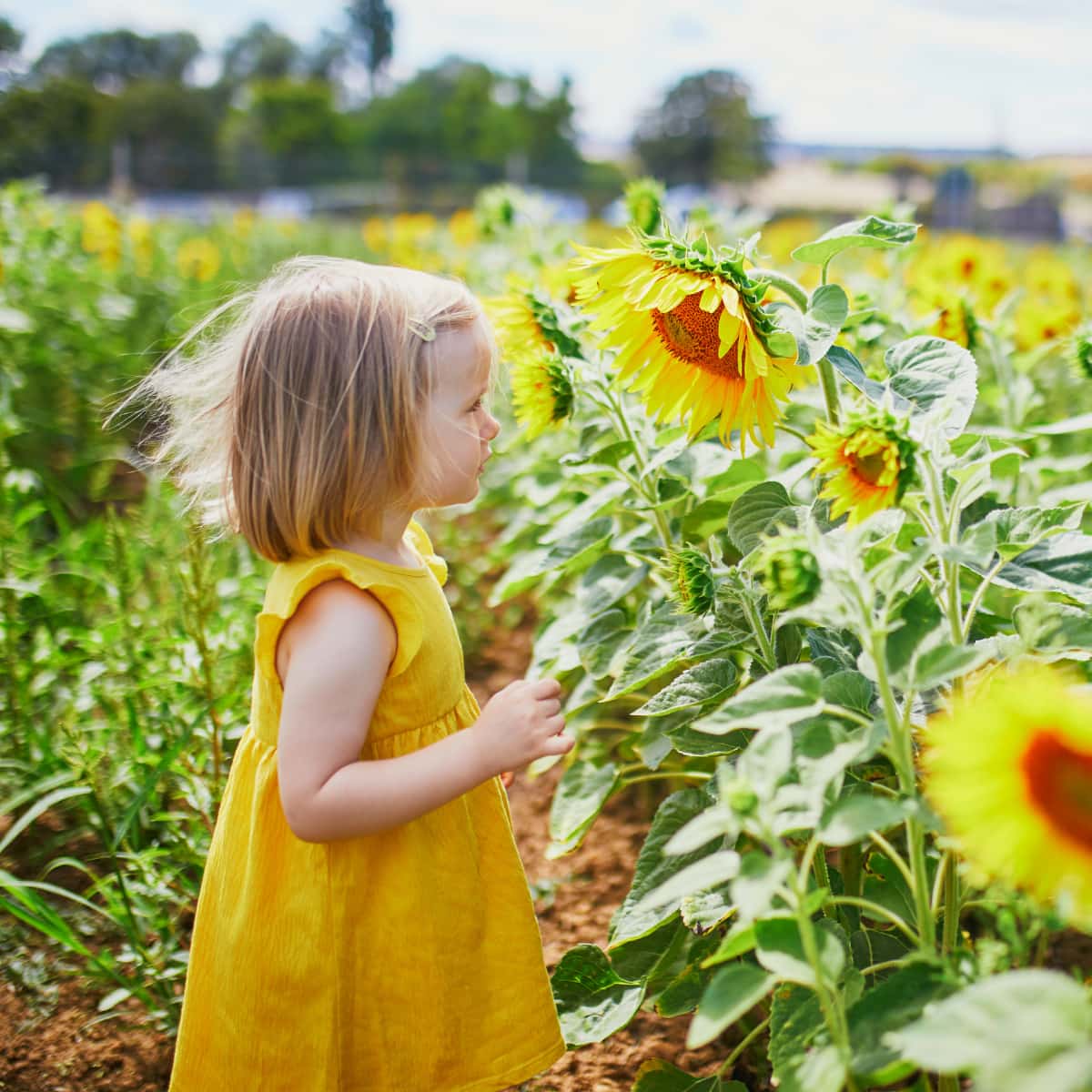 Young girl standing in sunflower field.