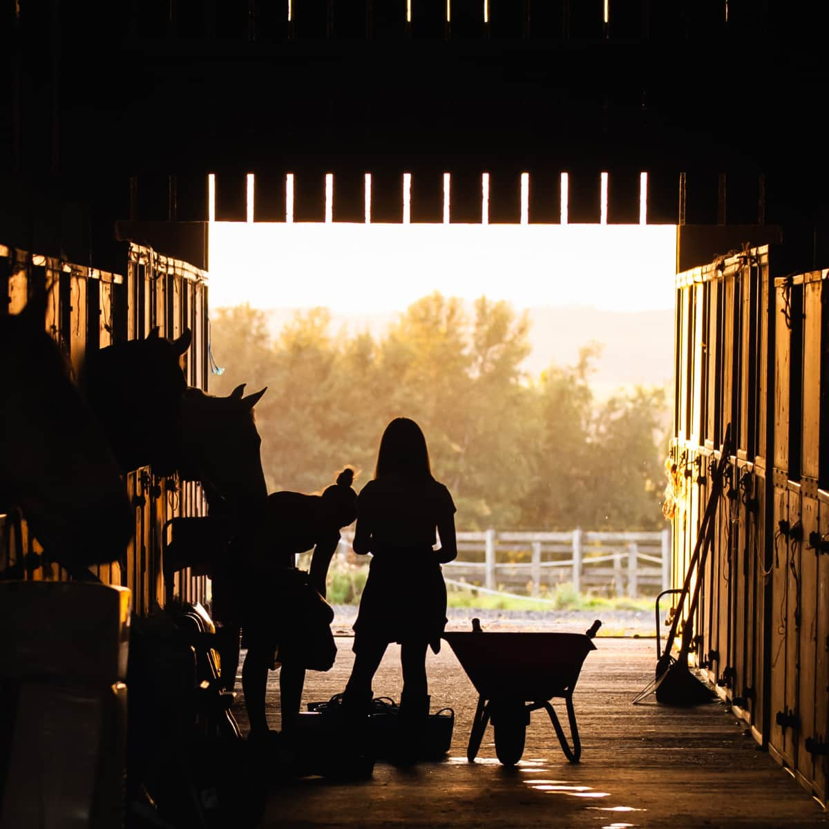 People working in the stable with horses.