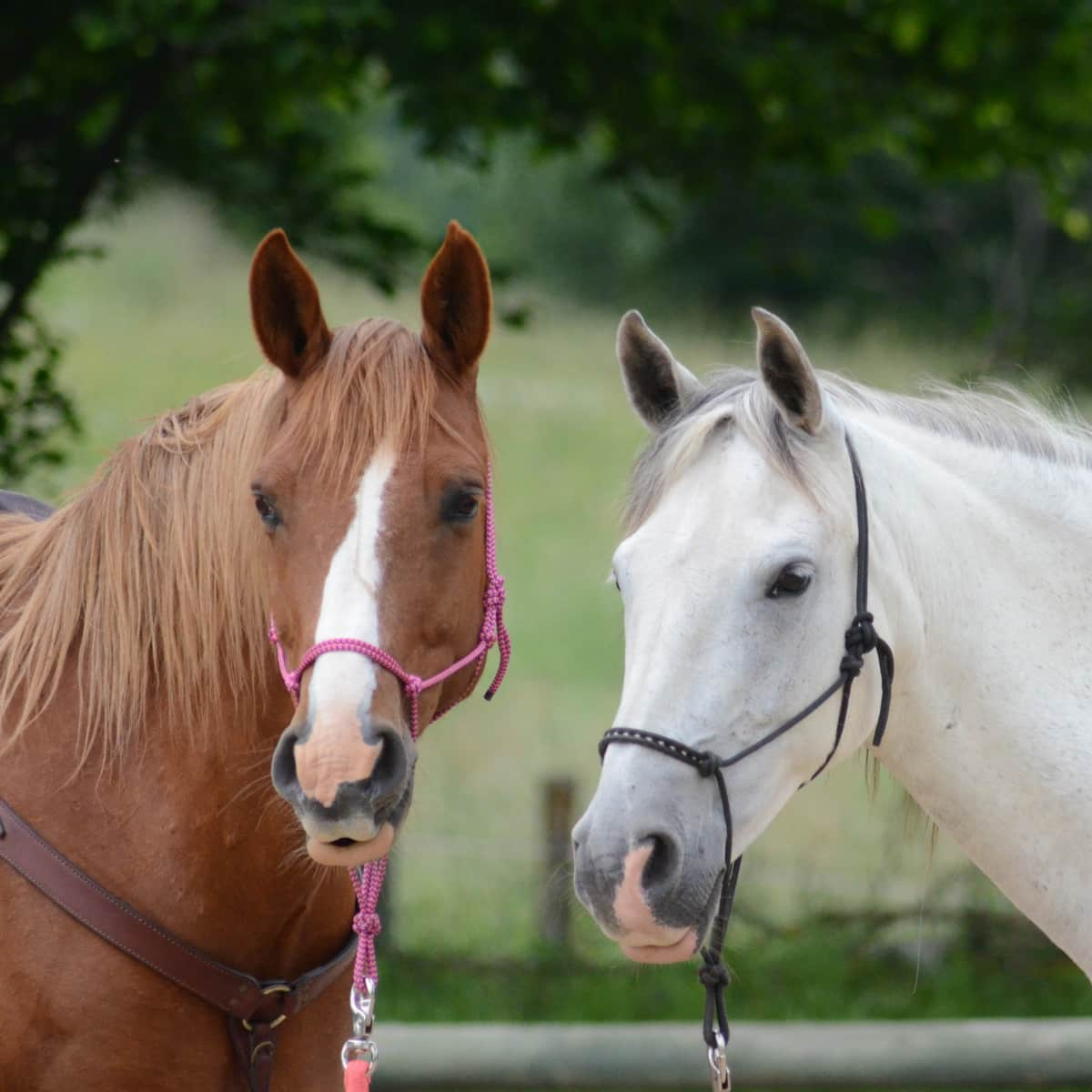 Two horses outside.