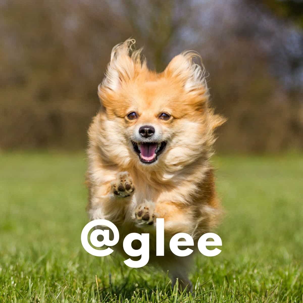 Happy dog running in the grass.