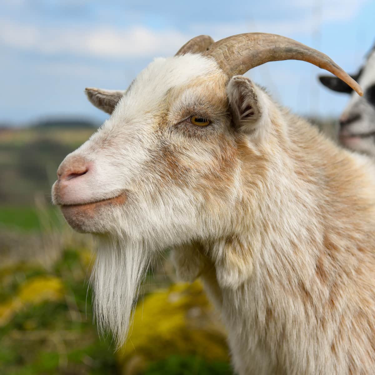 Close-up of goat.