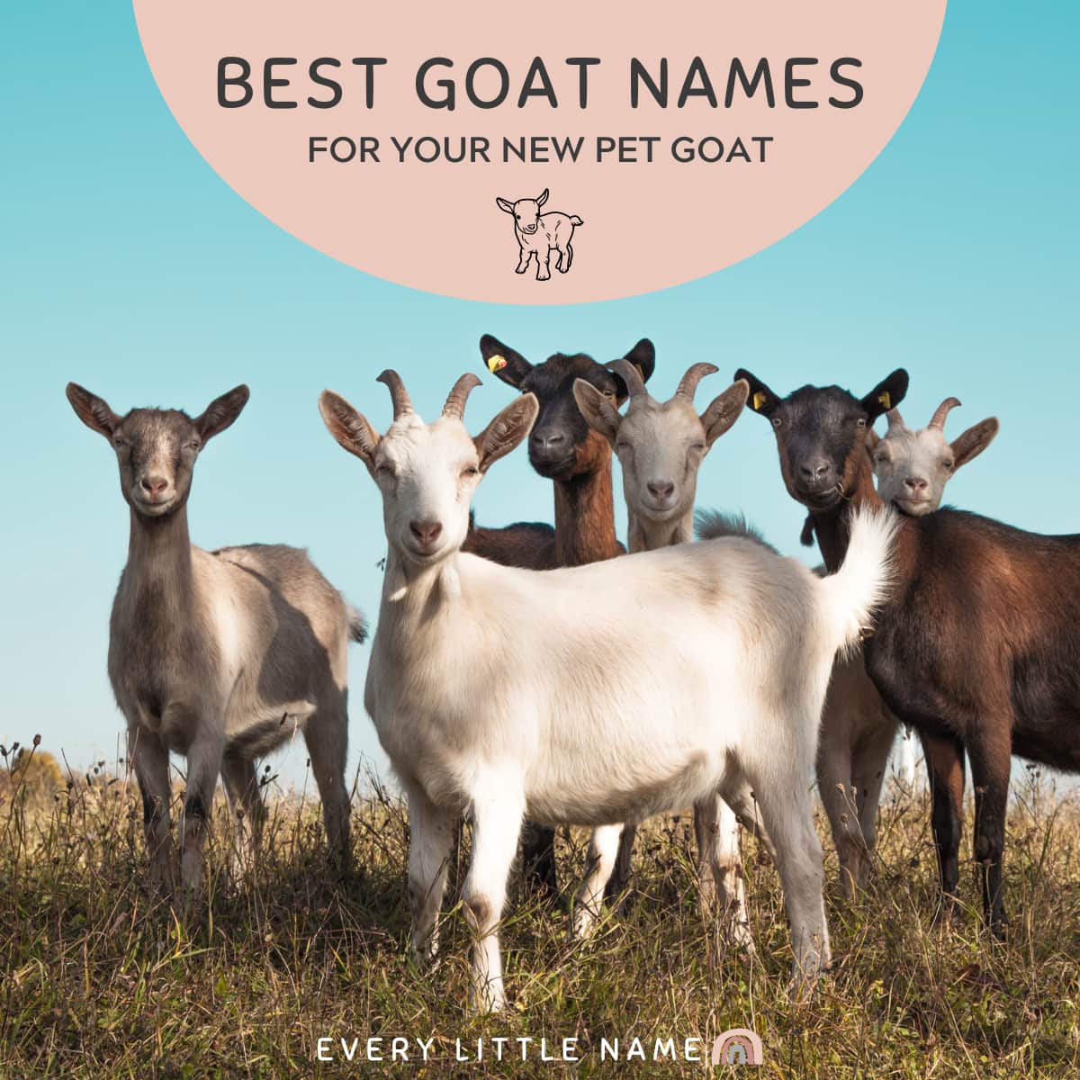 360+ Best Goat Names for Your New Pet Goat - Every Little Name
