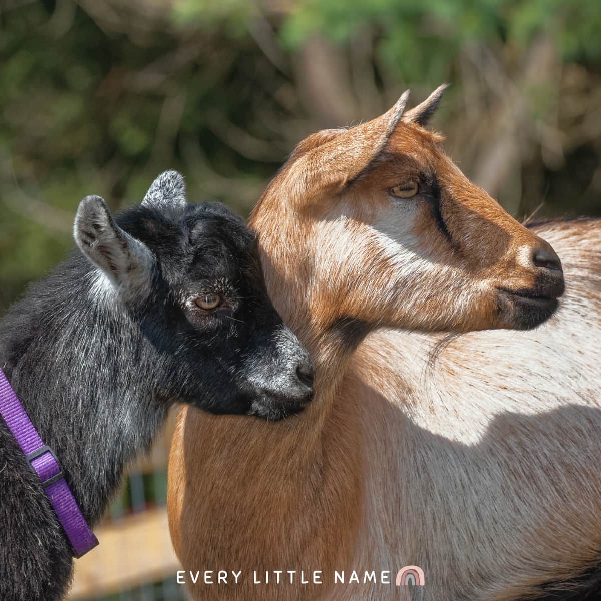 Two goats outside.