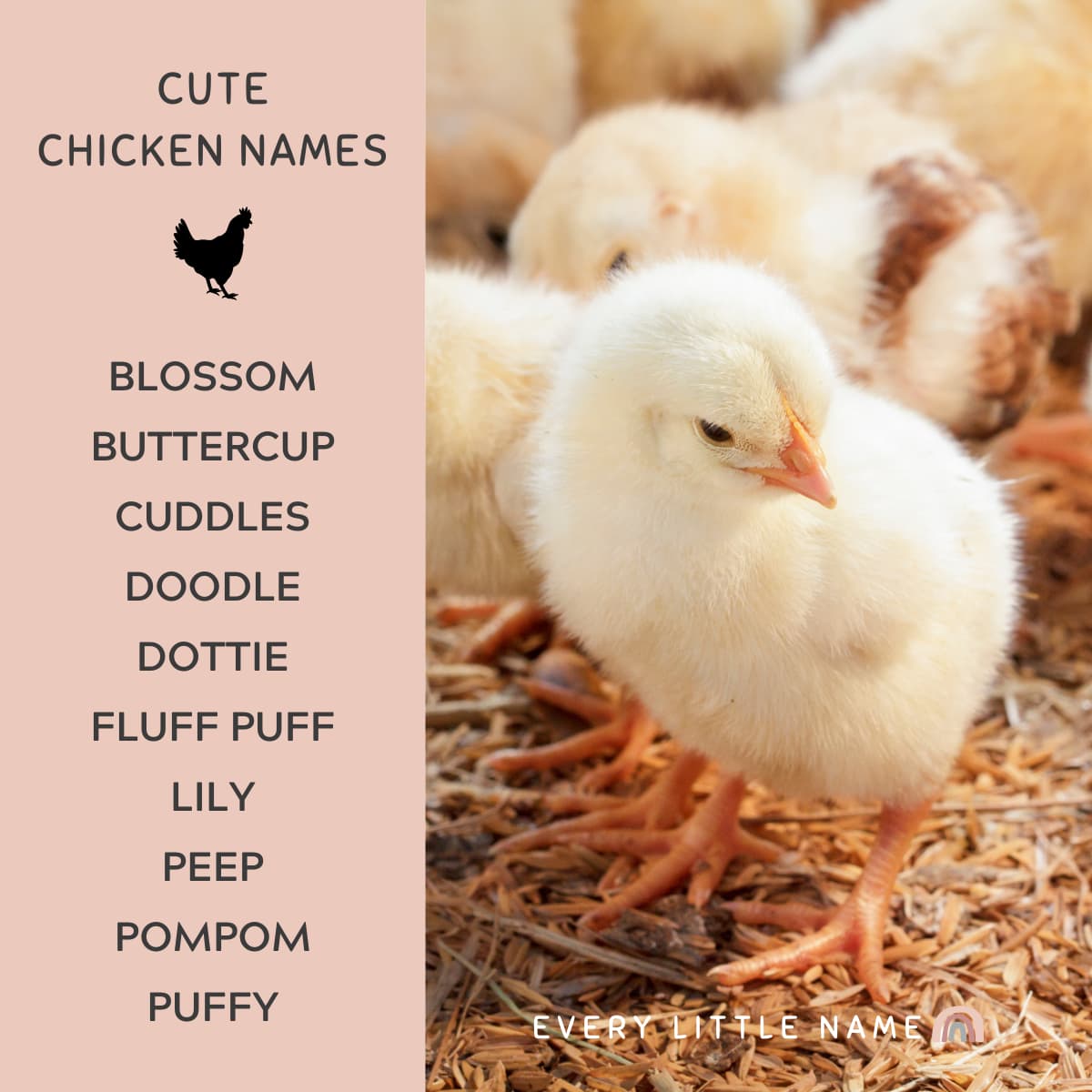 300+ Best Chicken Names (Classic, Cute, and Clever) Every Little Name