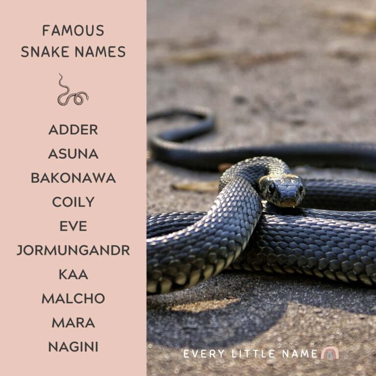 300 Best Snake Names Cute Cool And Hiss terical Every Little Name 300-best-snake-names-cute-cool-and-hiss-terical-every-little-name