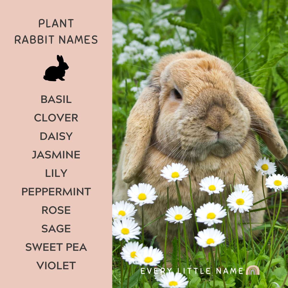 Rabbit sitting next to flowers.