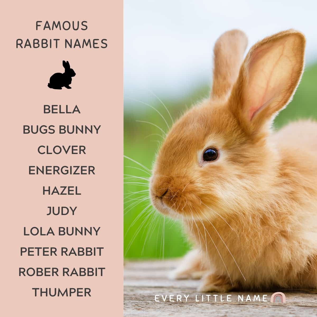 Name For A Group Of Rabbit