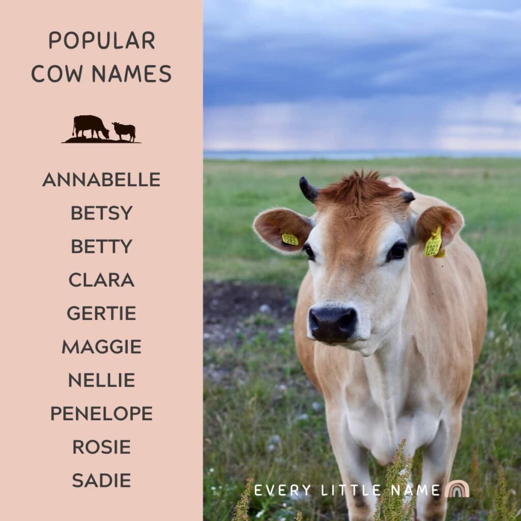 top-230-names-for-cows-the-ultimate-list-of-names