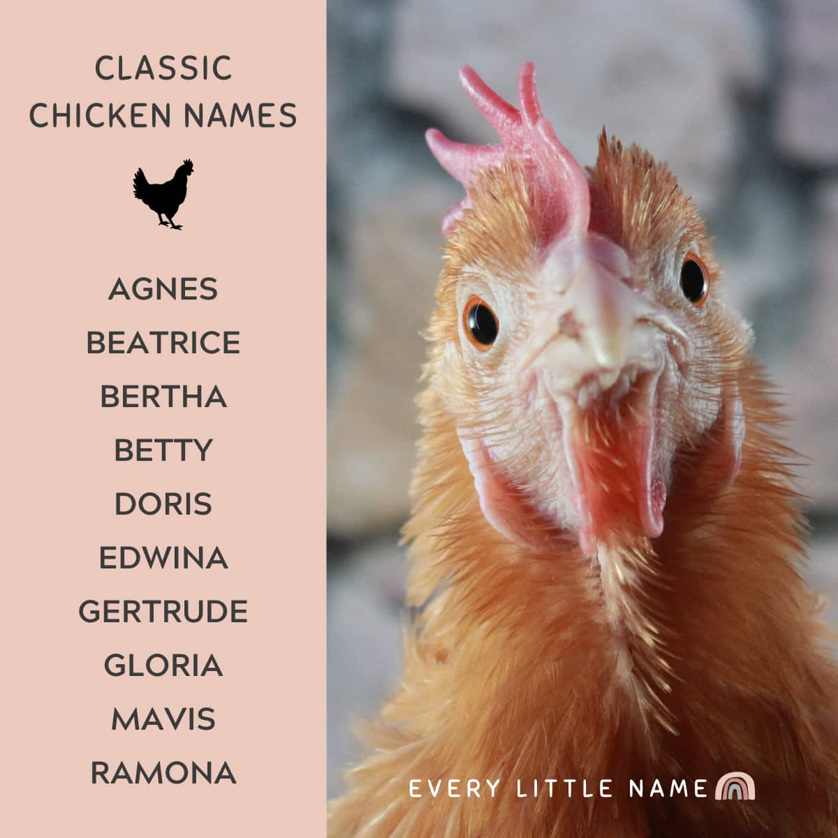 Cute Rooster Names