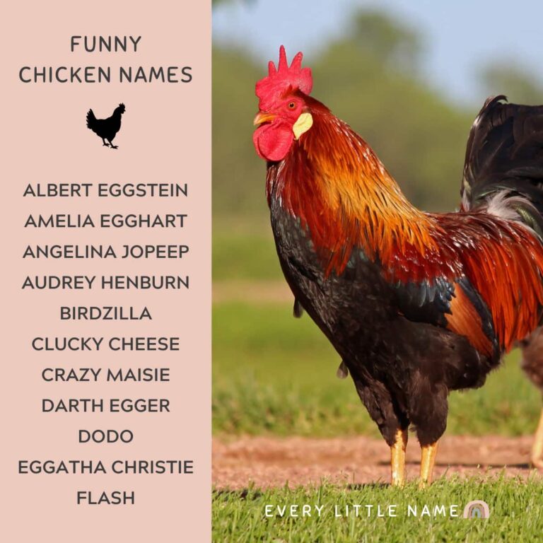 300+ Best Chicken Names (Classic, Cute, and Clever) Every Little Name