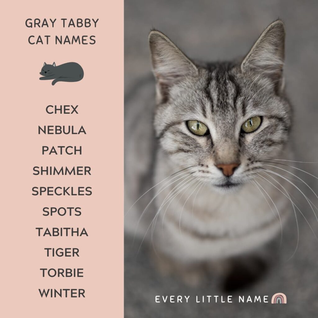 320-gray-cat-names-funny-and-purr-fectly-adorable-every-little-name