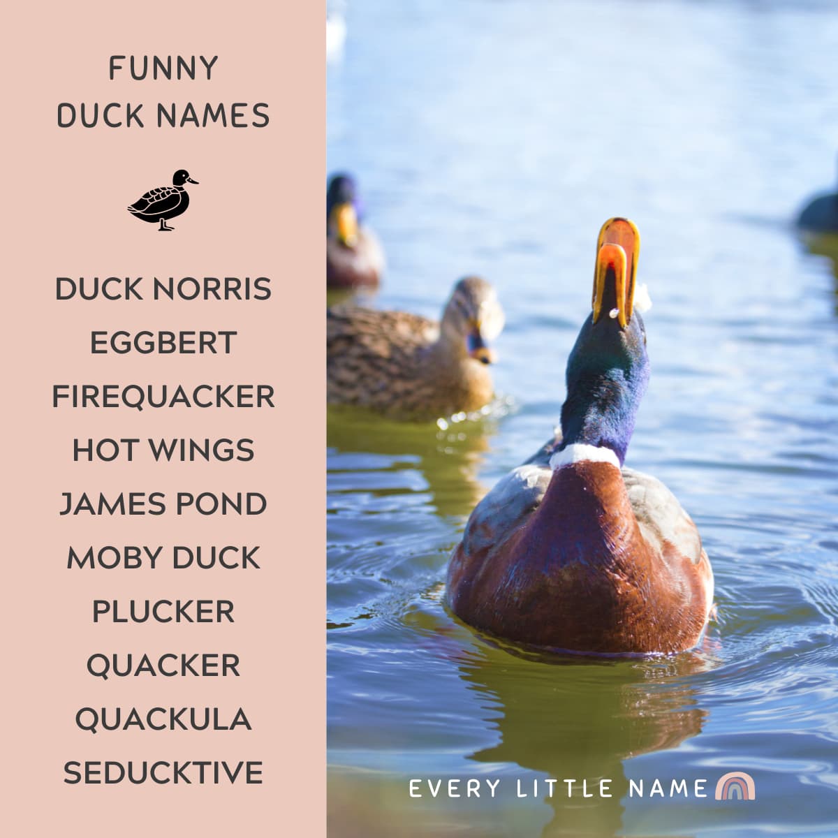 381 Good & Funny Duck Names Funny duck names, Funny duck, Pet ducks