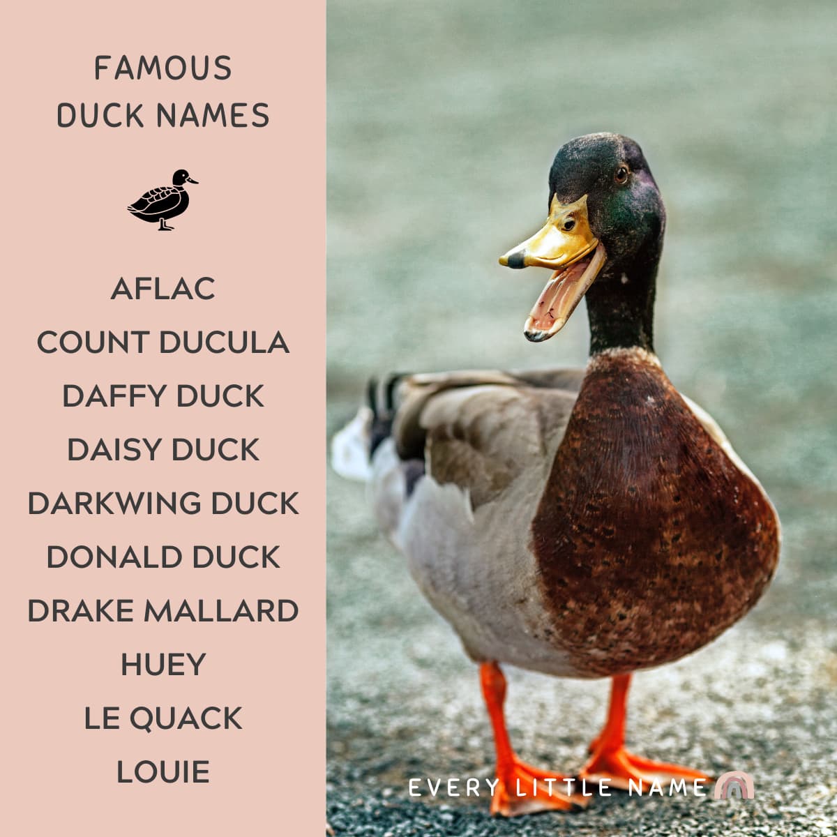 Duck quacking.