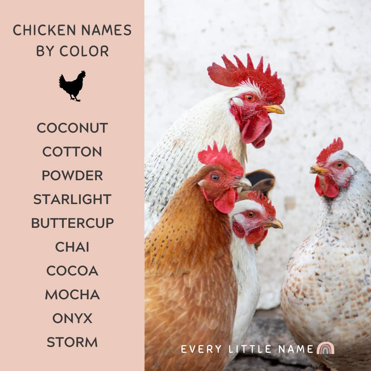 300+ Best Chicken Names (Classic, Cute, and Clever) Every Little Name