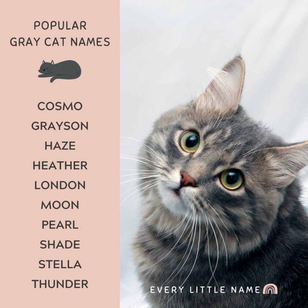 Male Grey Tiger Cat Names