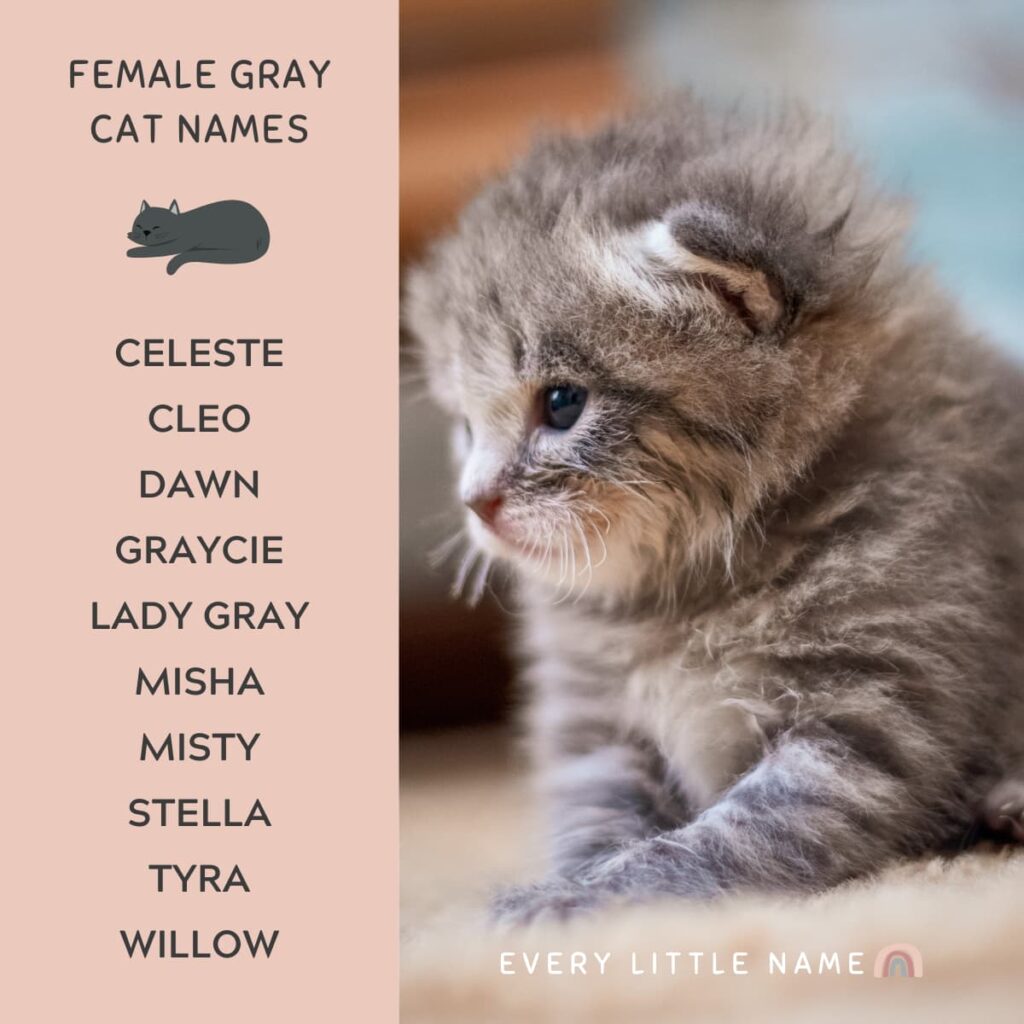 320-gray-cat-names-funny-and-purr-fectly-adorable-every-little-name