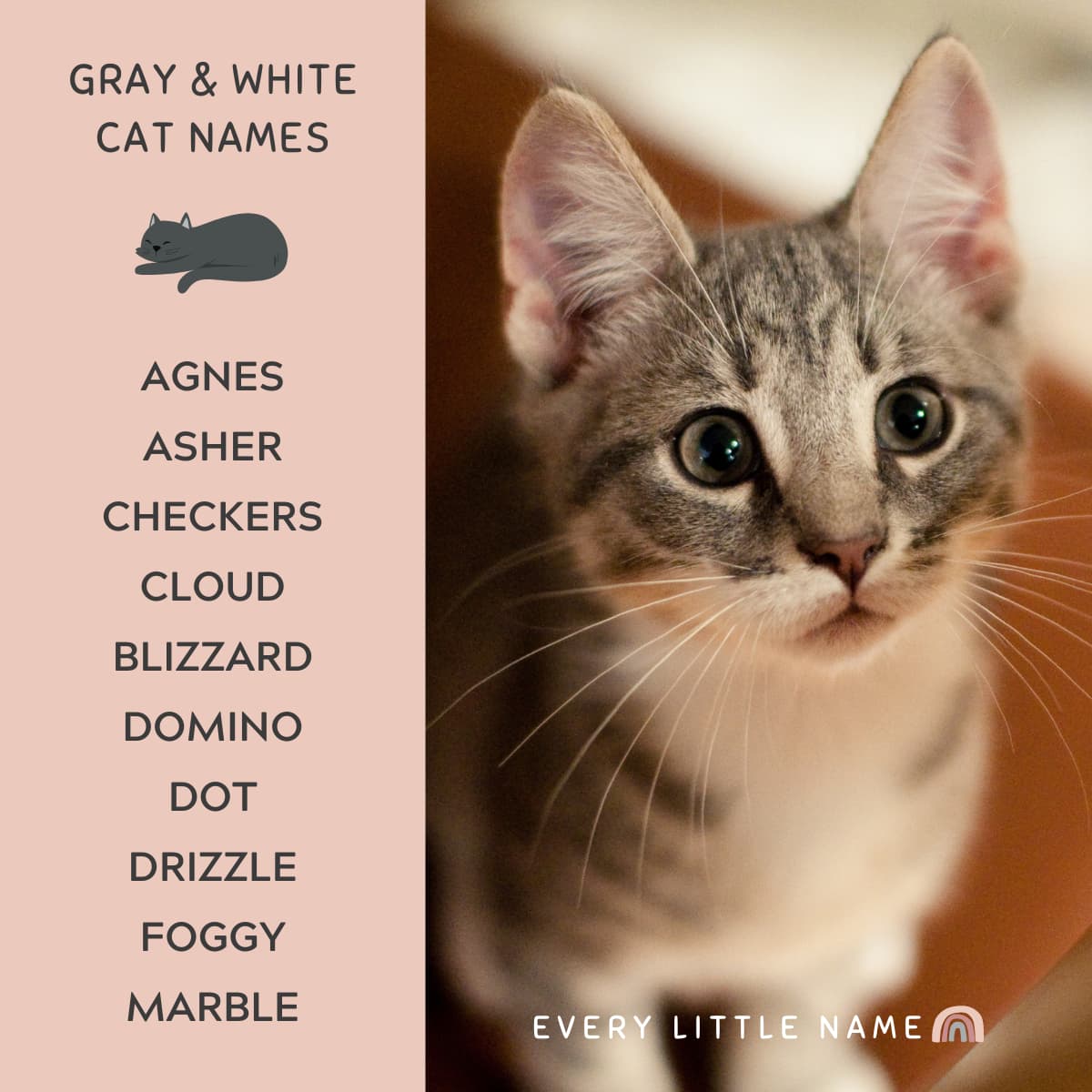 320-gray-cat-names-funny-and-purr-fectly-adorable-every-little-name