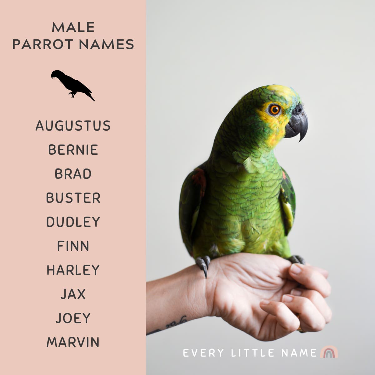 green-parrot-names