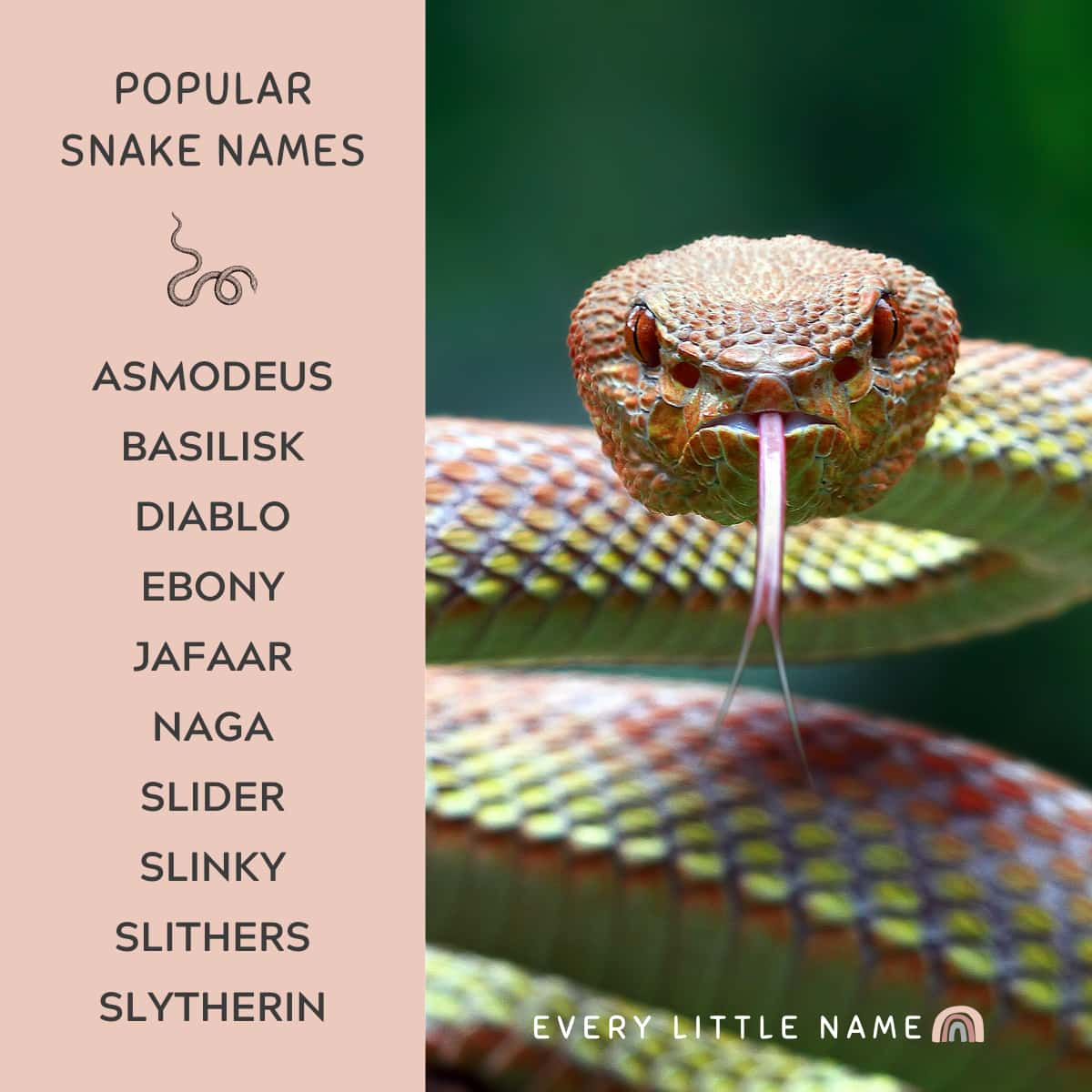 300+ Best Snake Names (Cute, Cool, and Hiss-terical) - Every Little Name