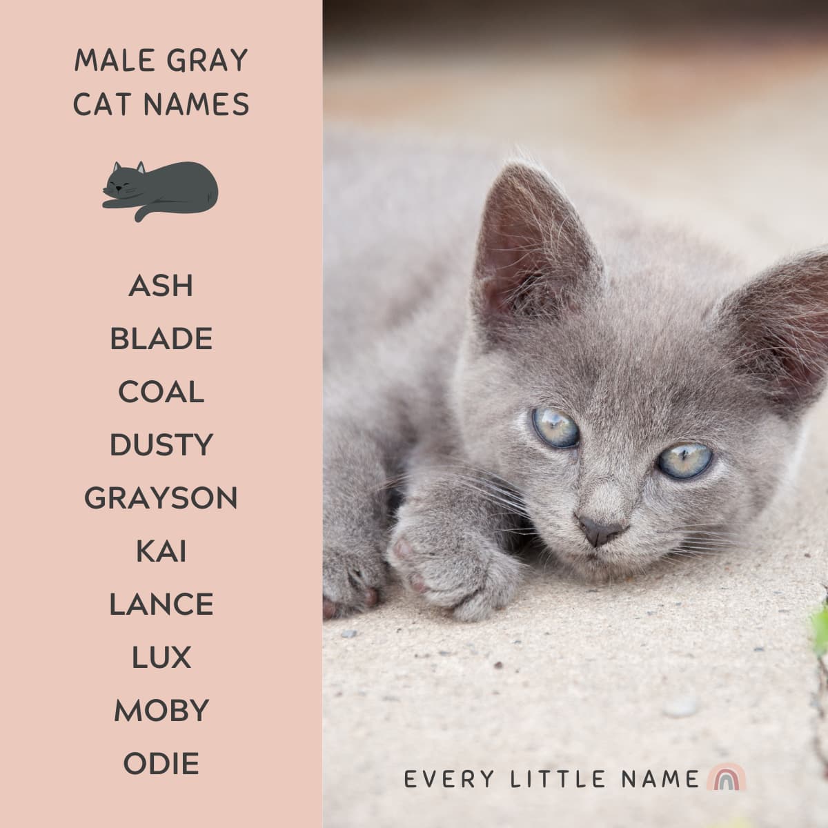 Light Gray Kitten Carpet 