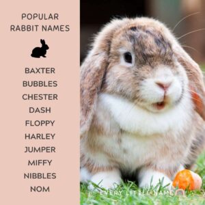230+ Best Rabbit Names for Your Pet Bunny - Every Little Name