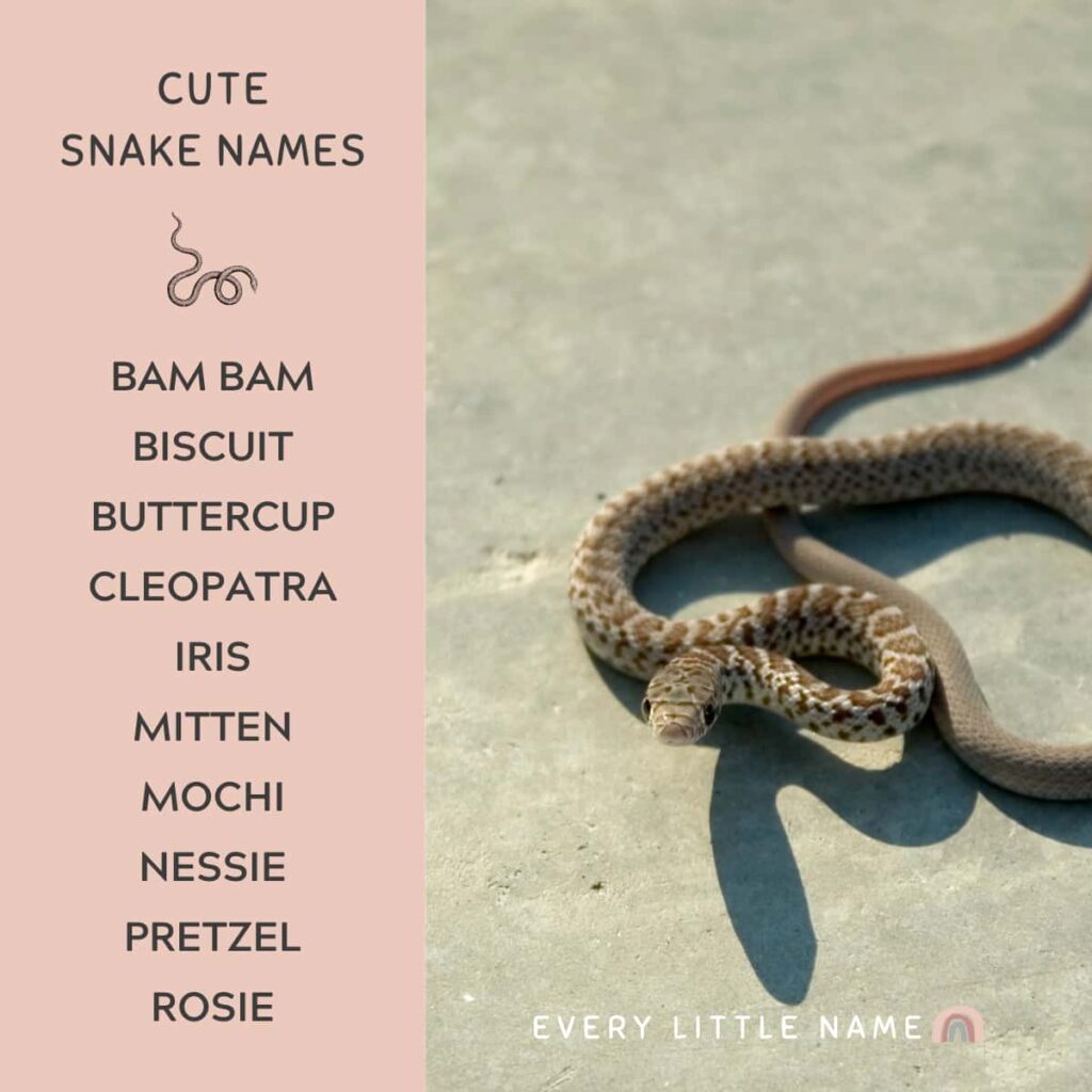 300+ Best Snake Names (Cute, Cool, and Hissterical) Every Little Name