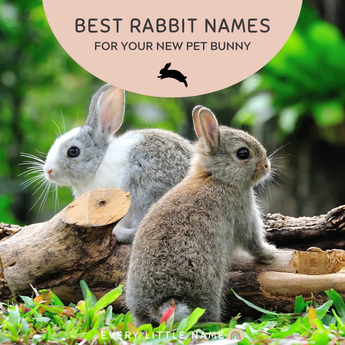 230 Best Rabbit Names For Your Pet Bunny Every Little Name