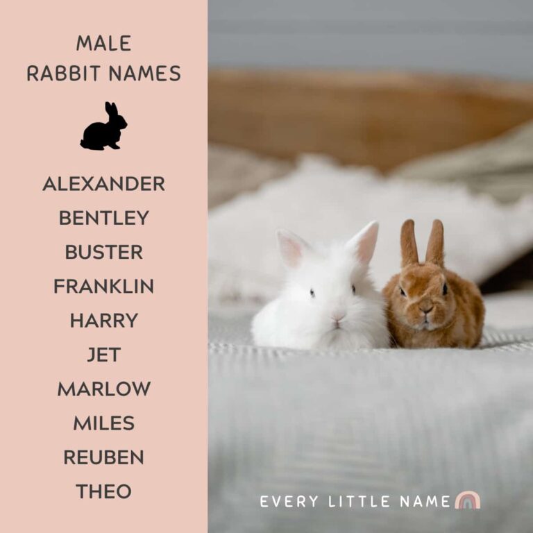 230+ Best Rabbit Names for Your Pet Bunny Every Little Name