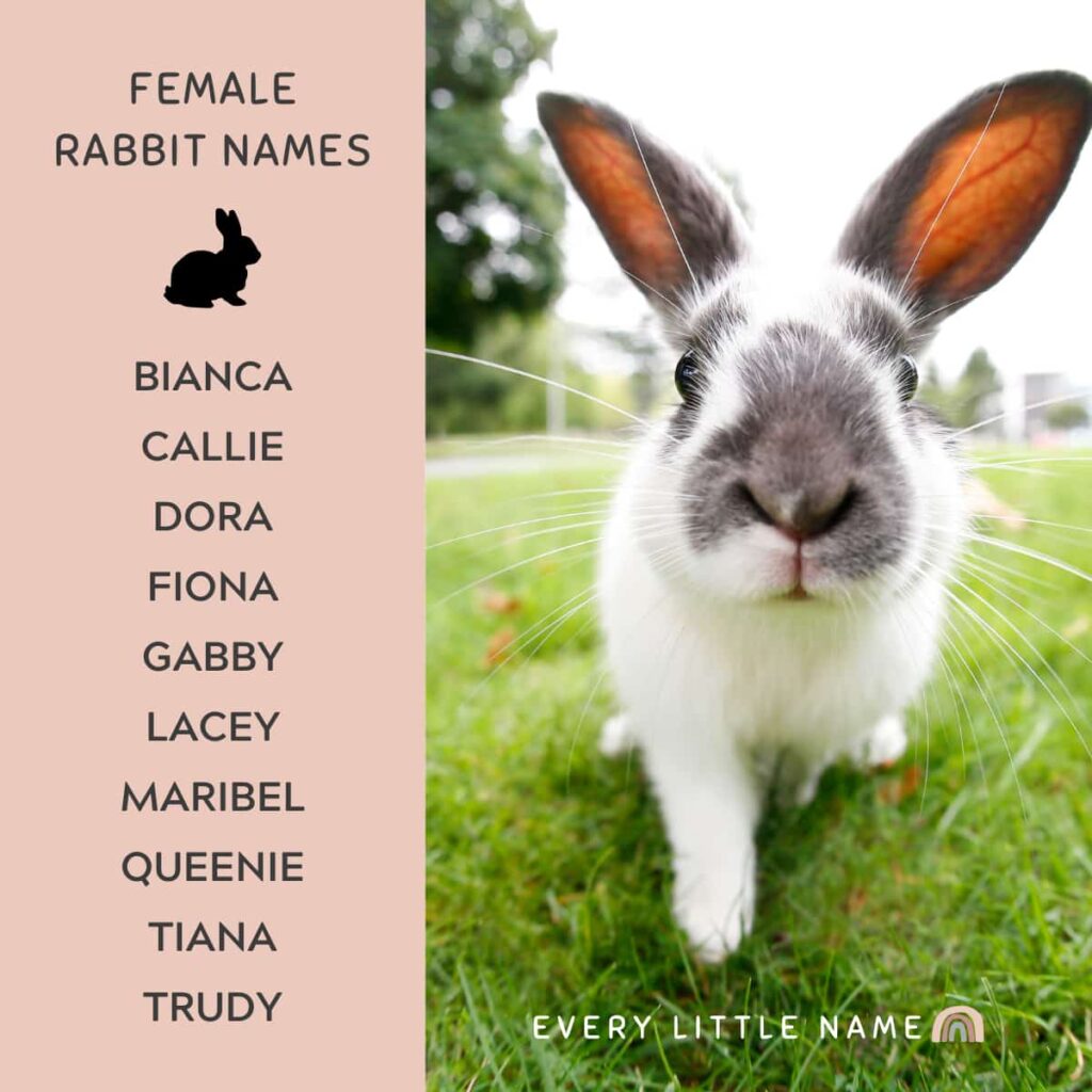 230+ Best Rabbit Names for Your Pet Bunny - Every Little Name