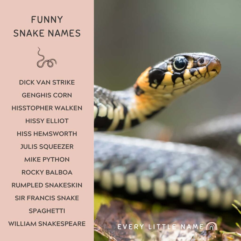 300+ Best Snake Names (Cute, Cool, and Hiss-terical) - Every Little Name