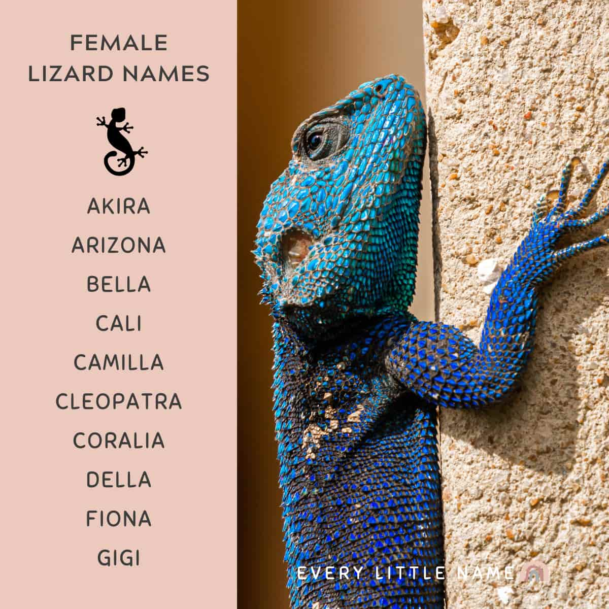 300+ Best Lizard Names (Cute, Funny, and Cool) - Every Little Name