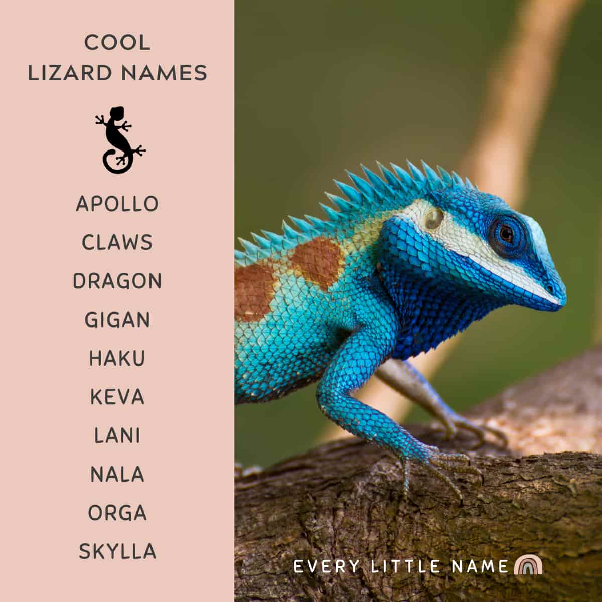 300+ Best Lizard Names (Cute, Funny, and Cool) - Every Little Name