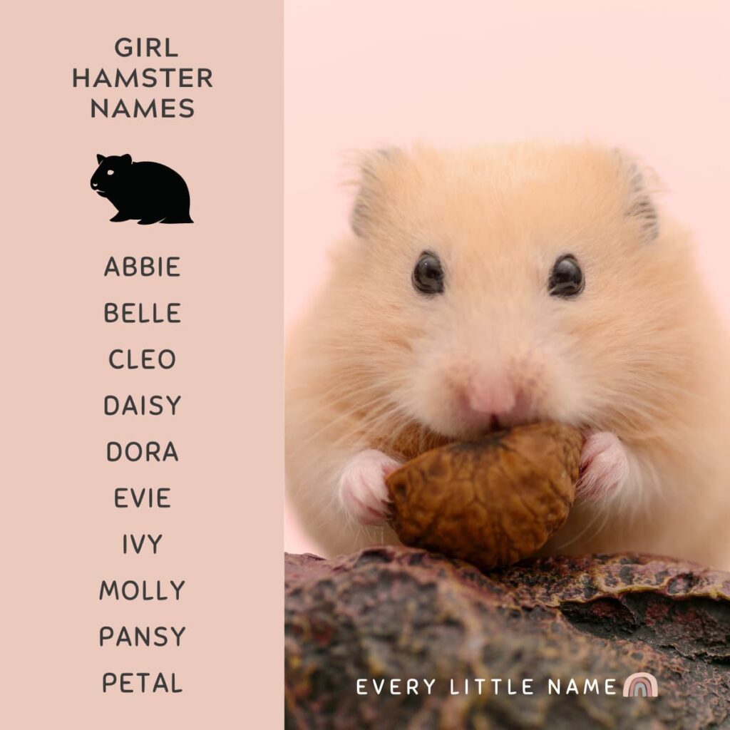 240+ Best Hamster Names (Cute, Funny, and Quirky) Every Little Name